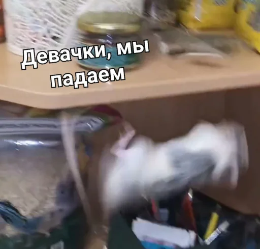 😤 Стикер «Мышиные мордахи ?» для Telegram