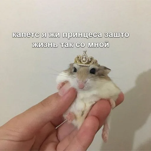 👑 Стикер «Мышиные мордахи ?» для Telegram