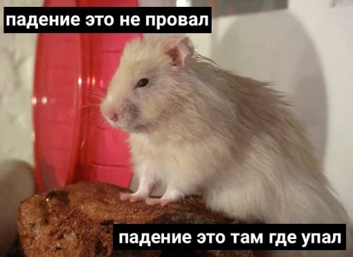 ☝️ Стикер «Мышиные мордахи ?» для Telegram
