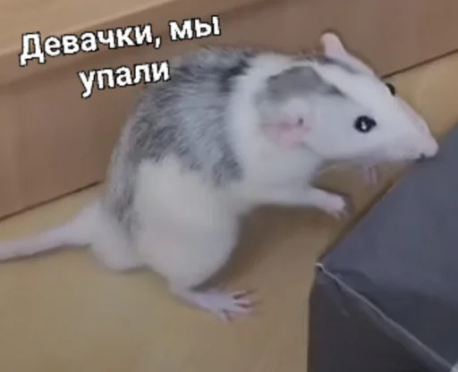 🗿 Стикер «Мышиные мордахи ?» для Telegram