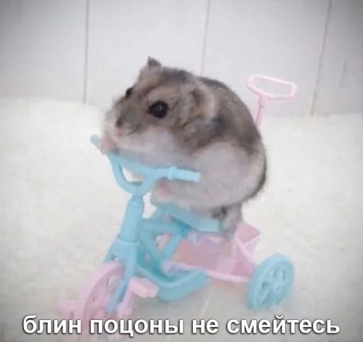 😅 Стикер «Мышиные мордахи ?» для Telegram