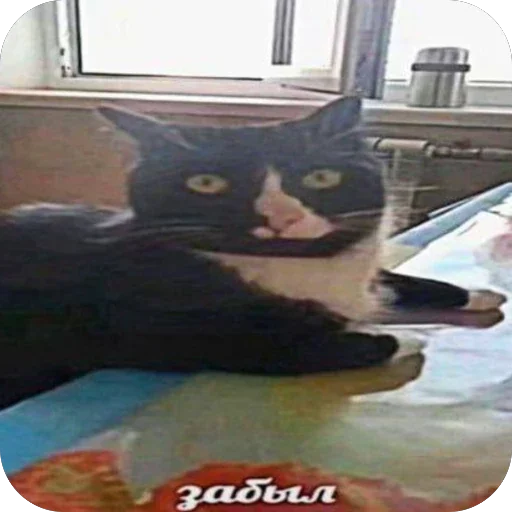 🫥 Стикер «Мышиные мордахи ?» для Telegram