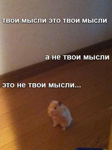☝️ Стикер «Мышиные мордахи ?» для Telegram