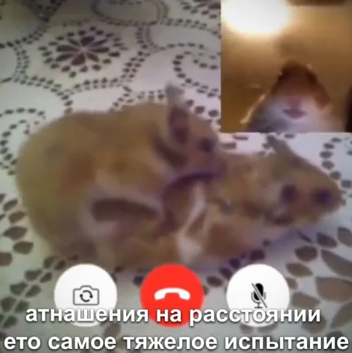 🙂 Стикер «Мышиные мордахи ?» для Telegram
