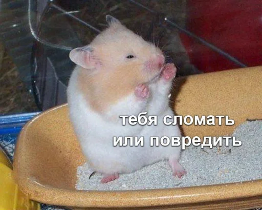🧐 Стикер «Мышиные мордахи ?» для Telegram