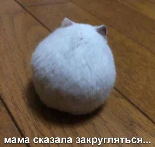 😐 Стикер «Мышиные мордахи ?» для Telegram