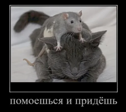 💧 Стикер «Мышиные мордахи ?» для Telegram