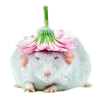 Стикер 59 200 Крыс