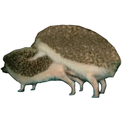 🦔 Стикер «Живём счастливо )» для Telegram