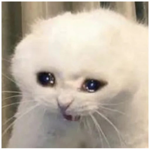 🥺 Стикер «_lizaschka_» для Telegram