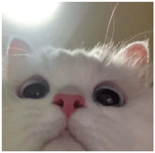 🙃 Стикер «_lizaschka_» для Telegram