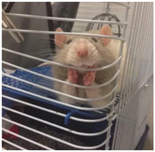 🐀 Стикер «_lizaschka_» для Telegram