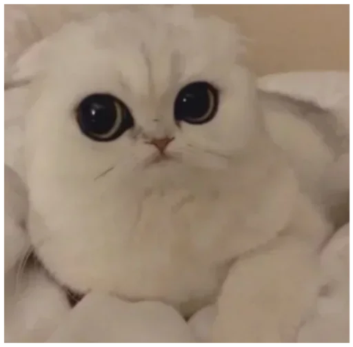 🗿 Стикер «_lizaschka_» для Telegram