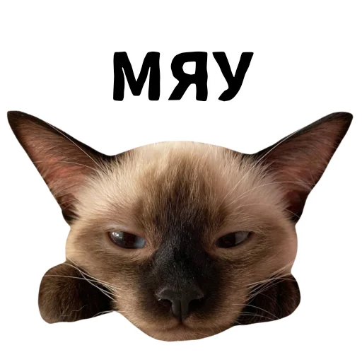 🐱 Стикер «LIZER» для Telegram
