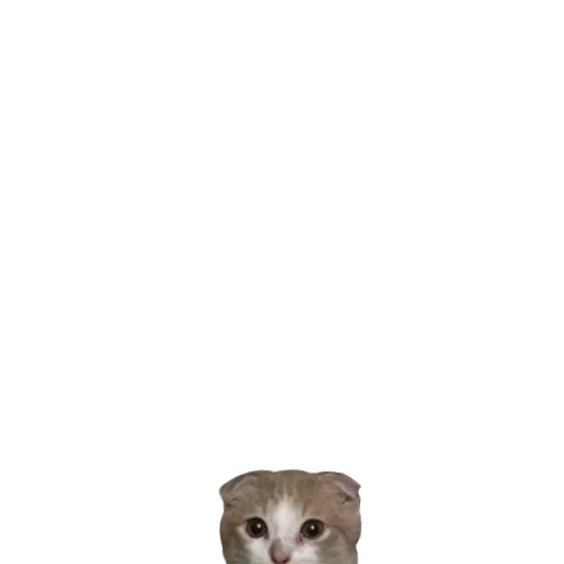 👀 Стикер «LIZER» для Telegram