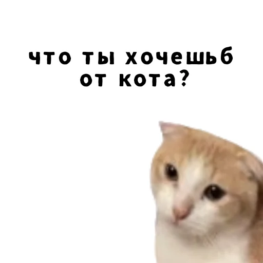 🐱 Стикер «LIZER» для Telegram