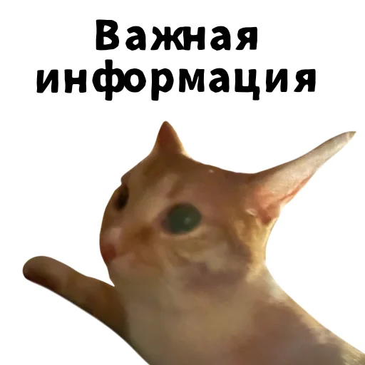 ☝️ Стикер «LIZER» для Telegram