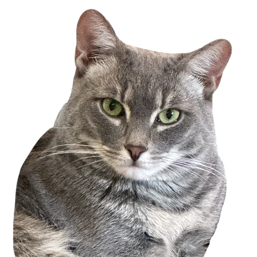 😾 Стикер «Лизка и Глебикс» для Telegram
