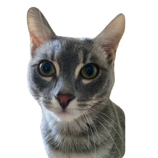 🐈 Стикер «Лизка и Глебикс» для Telegram