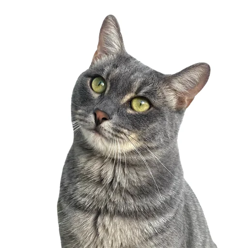 🐈 Стикер «Лизка и Глебикс» для Telegram