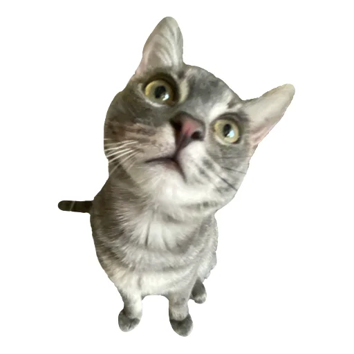 🙀 Стикер «Лизка и Глебикс» для Telegram