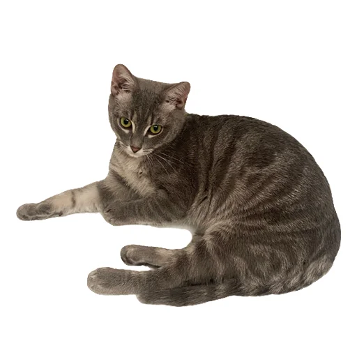 🐈 Стикер «Лизка и Глебикс» для Telegram