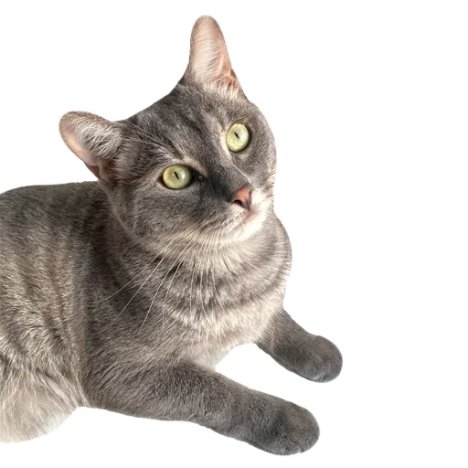 😽 Стикер «Лизка и Глебикс» для Telegram