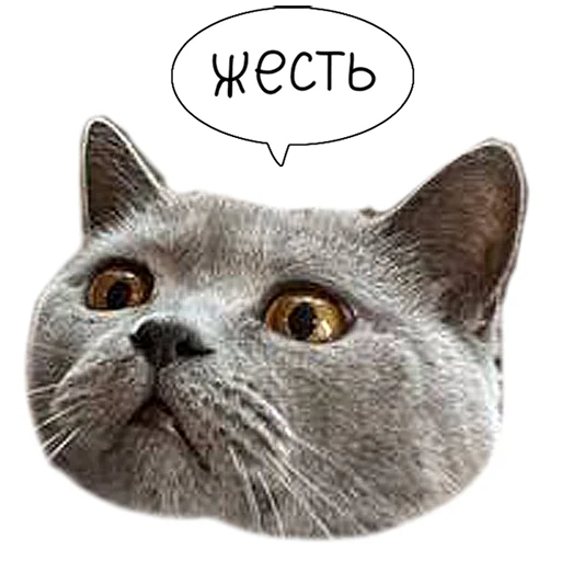 😨 Стикер «Laksheri_realkotaksheri» для Telegram