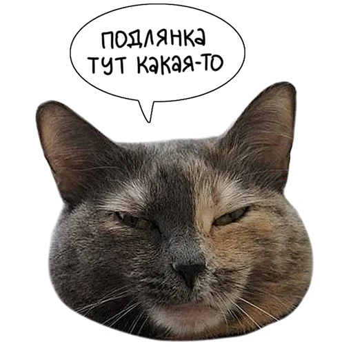 🤥 Стикер «Laksheri_realkotaksheri» для Telegram