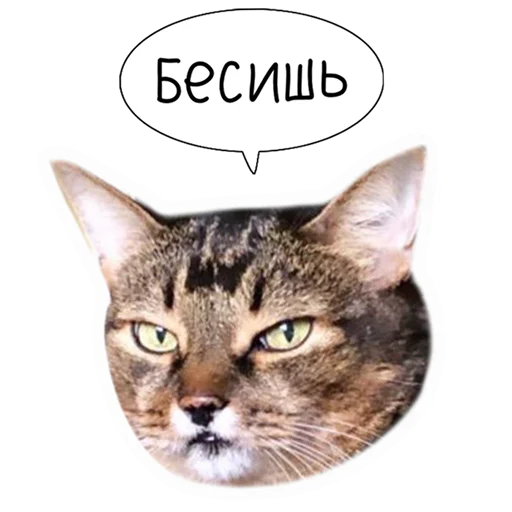 🤬 Стикер «Laksheri_realkotaksheri» для Telegram