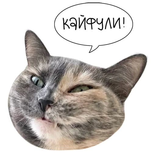 😸 Стикер «Laksheri_realkotaksheri» для Telegram