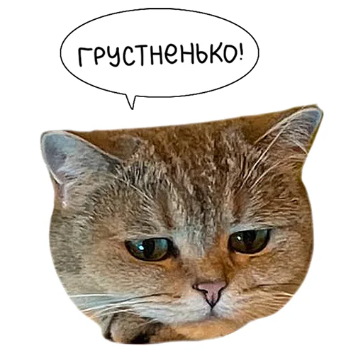 😥 Стикер «Laksheri_realkotaksheri» для Telegram