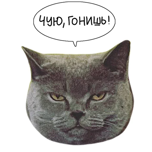 🤨 Стикер «Laksheri_realkotaksheri» для Telegram