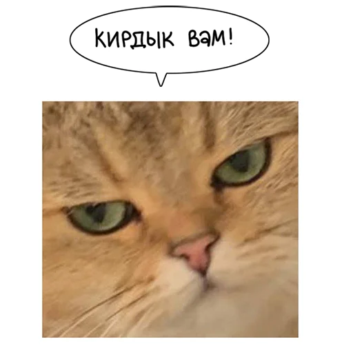 🤯 Стикер «Laksheri_realkotaksheri» для Telegram