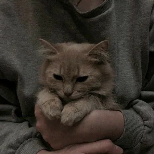 🥰 Стикер «Абьюзер» для Telegram
