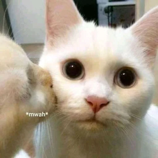 🥰 Стикер «Абьюзер» для Telegram
