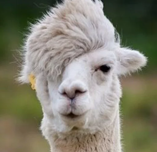 Стикерпак Llama Drama для Telegram