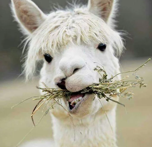 😄 Стикер «Llama Drama» для Telegram