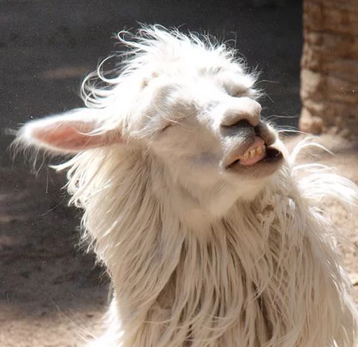 🤣 Стикер «Llama Drama» для Telegram