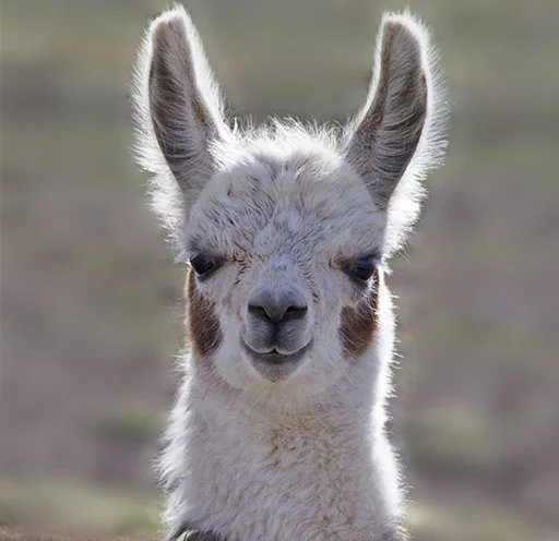 😏 Стикер «Llama Drama» для Telegram