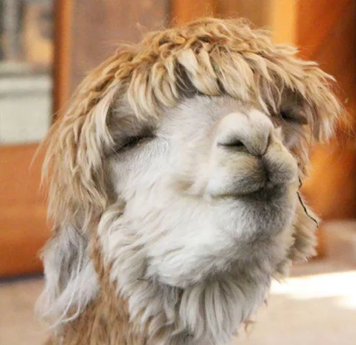 😘 Стикер «Llama Drama» для Telegram