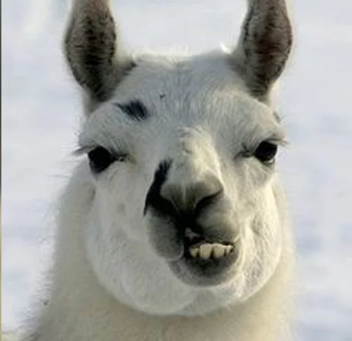 👿 Стикер «Llama Drama» для Telegram
