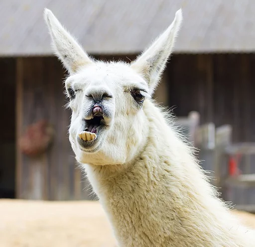 😠 Стикер «Llama Drama» для Telegram