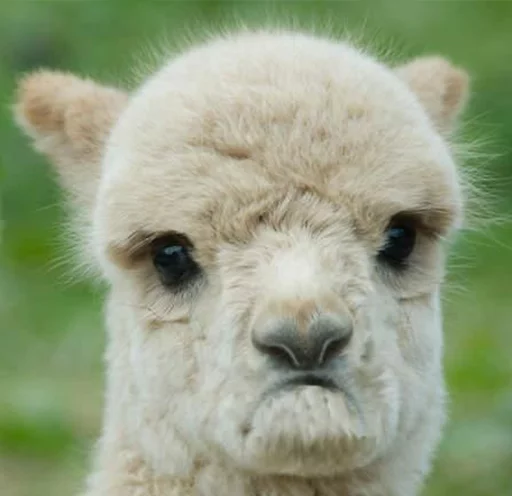 😕 Стикер «Llama Drama» для Telegram