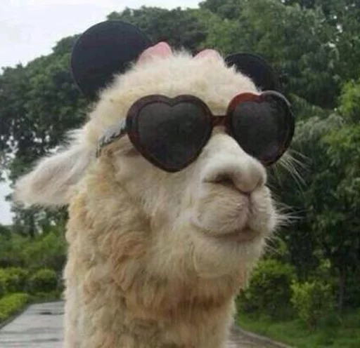 😎 Стикер «Llama Drama» для Telegram