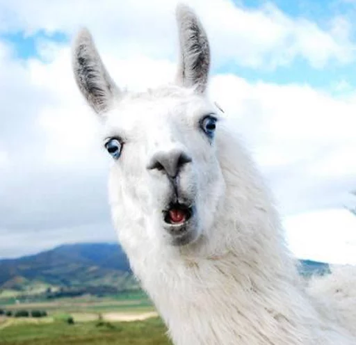 😮 Стикер «Llama Drama» для Telegram