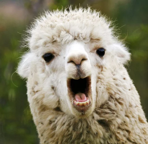 😱 Стикер «Llama Drama» для Telegram