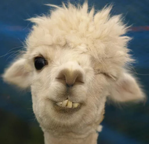 😉 Стикер «Llama Drama» для Telegram