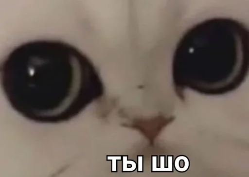 😐 Стикер «Lobp» для Telegram