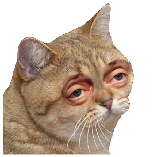 🐈 Стикер «logic_w» для Telegram